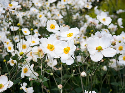 white flowers thumbnail