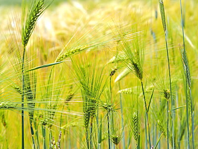 wheat field thumbnail