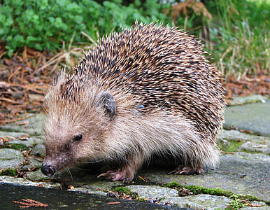 brown hedgehog thumbnail