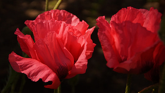 close-up photography of red poppy flowers thumbnail