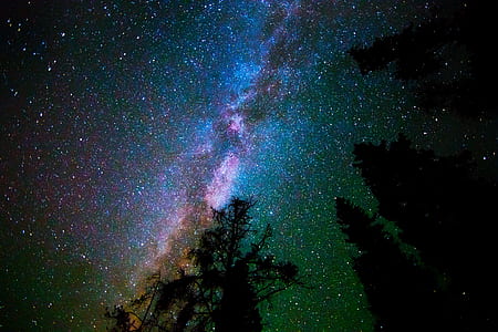 silhouette of trees under cosmos thumbnail