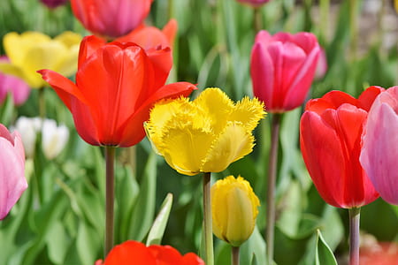 yellow, red, and purple tulips in bloom at daytime thumbnail