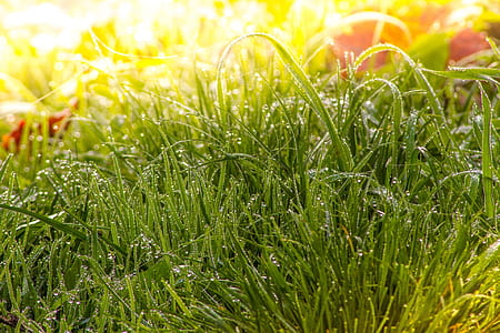 green grass thumbnail