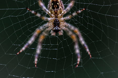 Close-up Selective Focus Photography of Barn Spider on Web thumbnail