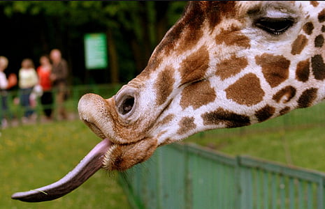 closeup photography of giraffe thumbnail
