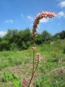 Persicaria Lapathifloia, Pale Persicaria thumbnail