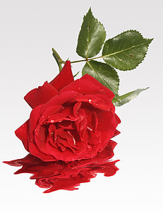 red rose flower thumbnail