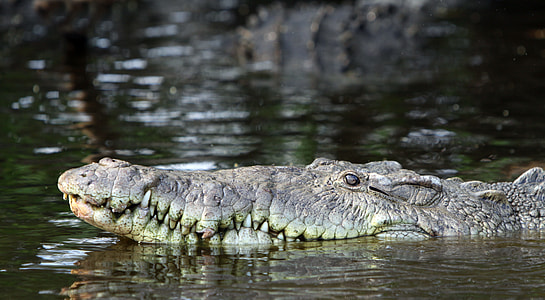 Pointed Crocodile, Crocodile thumbnail