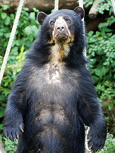 black bear thumbnail