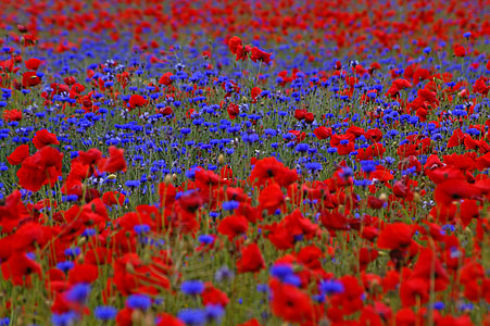 red and purple petaled flowers field thumbnail