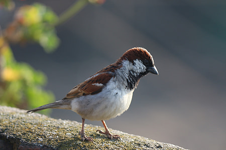 selective focus photo of sparrow perching on wood thumbnail