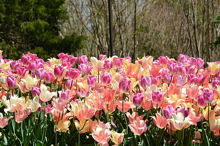 pink and purple tulip flower field thumbnail