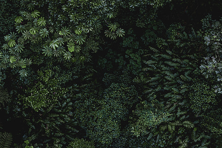 green leave plants thumbnail