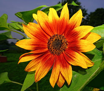 closeup photography of red and yellow petaled flower thumbnail