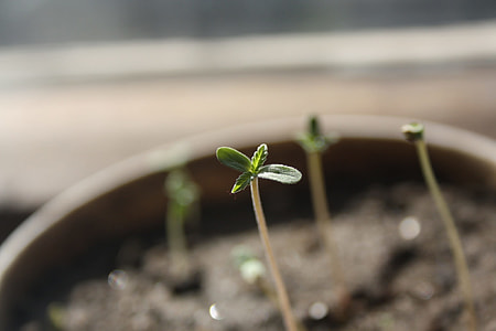 selective focus photography of green leafed plant thumbnail