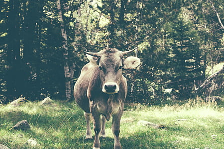 brown cow standing on grass ground near tall trees at daytime thumbnail