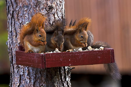 squirrel standing on brown wood thumbnail