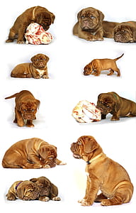 red French mastiff puppy collage thumbnail