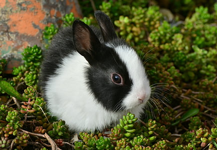 white and black rabbit on green plant thumbnail