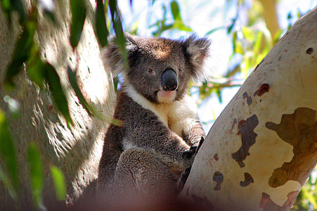 Koala bear on tree during daytime thumbnail