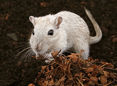 selective focus of white rodent on ground thumbnail