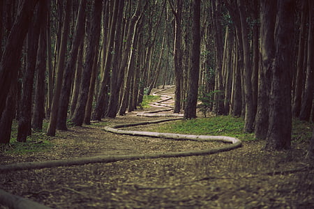 trees, along, road, daytime, forest, woods thumbnail