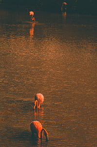 four flamingo at body of water thumbnail