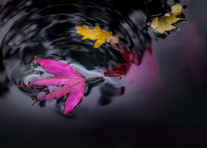 purple and yellow leaves on body of water thumbnail