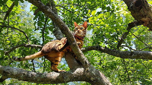 bengal cat on tree branch during daytime thumbnail