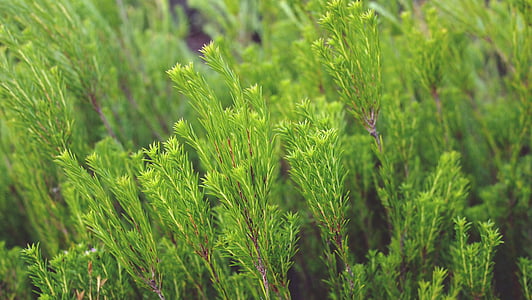 green leaves thumbnail