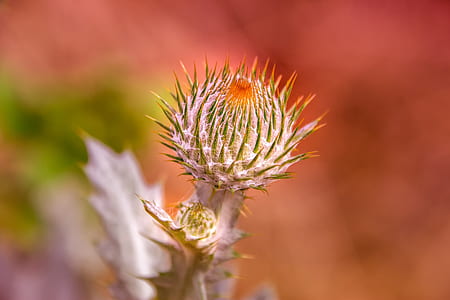 macro photography of thistle bud thumbnail