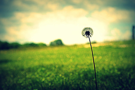 white Dandelion near grass under cloudy sky thumbnail