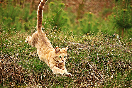 orange cat jumped from green grass thumbnail