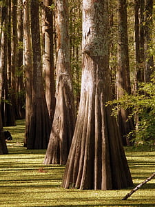 trees surrounded with grass field into the woods thumbnail