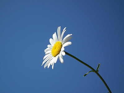 photo of white petaled flower thumbnail