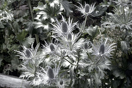 sea holly plant closeup photo thumbnail