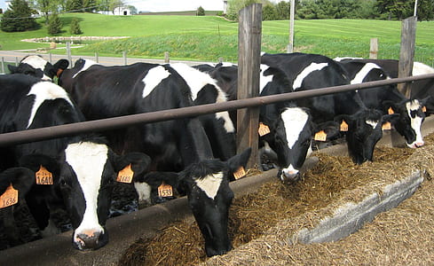 black-and-white cows eatting grass thumbnail