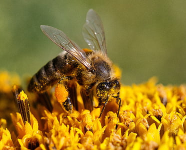 selective focus photography of brown bee on petaled flower thumbnail