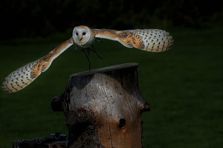 photography of brown and white owl on wood slab thumbnail