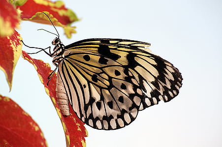 paper kite butterfly on red leaf thumbnail