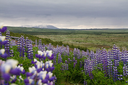 purple lupine flower field under grey sky thumbnail