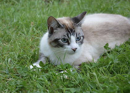 brown and white cat laying down on green grass thumbnail