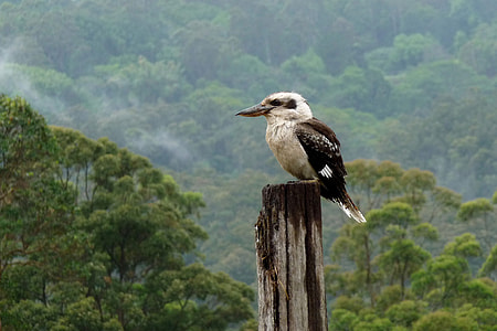 gray and brown bird perching on tree trunk thumbnail