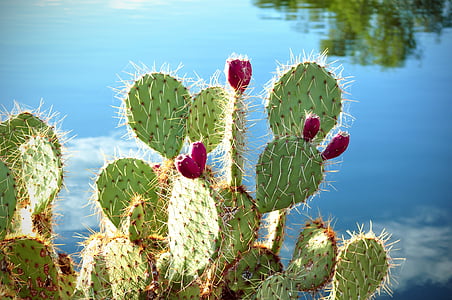 shallow focus photography of green cactus plant thumbnail