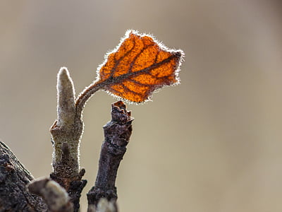 macro photography of leaf bud thumbnail