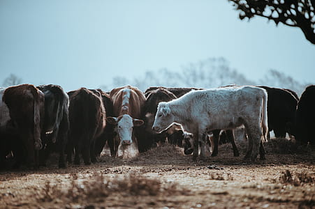 group of cow near tree thumbnail