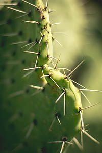 green cactus thumbnail