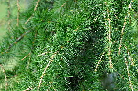 green pine tree thumbnail