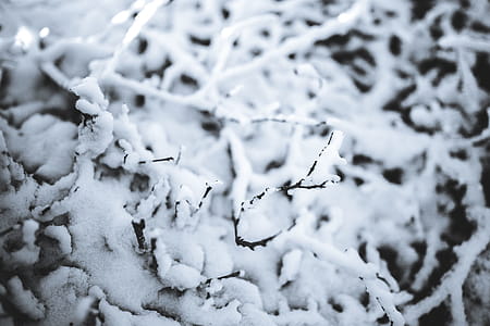 Close-ups of snowy trees thumbnail