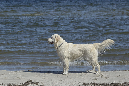 Golden Retriever, Dogs thumbnail
